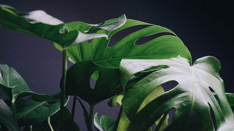 monstera deliciosa is a must have air-purifying indoor plant