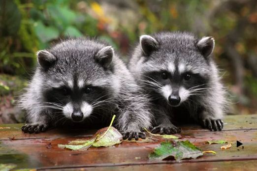 Raccoon Removal Process - Get removal of Raccoons from your home