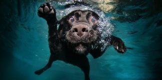 can dogs hold their breath underwater