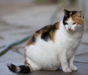 Fluffy Cat Breeds 