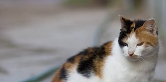 How Long Are Cats Pregnant