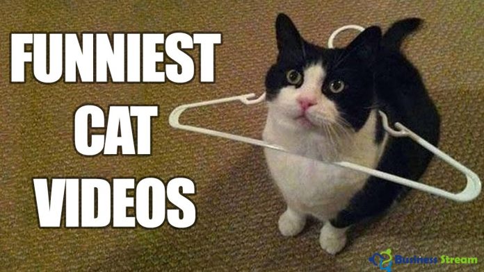 funny cat videos