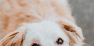smile dog