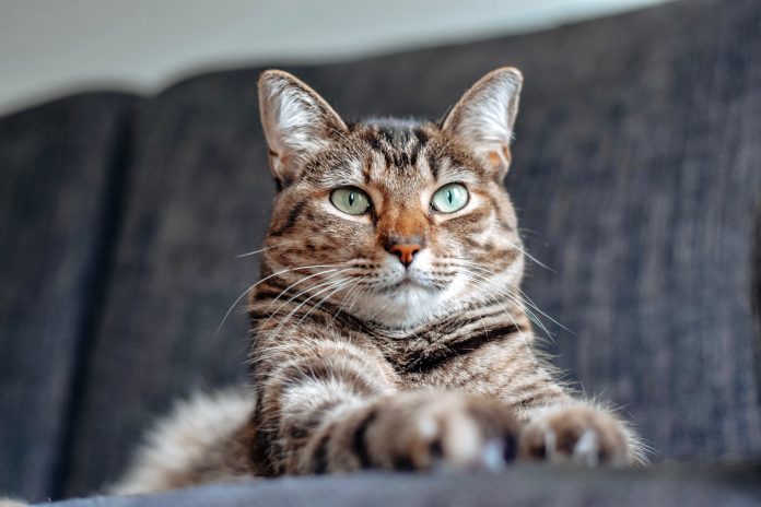 Fluffy Cat Breeds