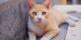 funny cat videos